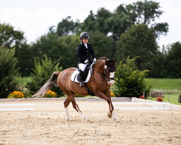 dressage horse Mo Cuando (German Riding Pony, 2010, from Mentos Charmeur)