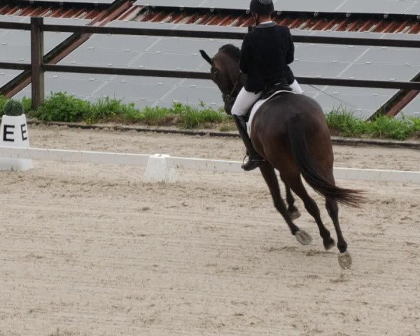 Reitturnier Bübinger Hof 2023