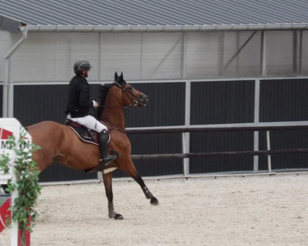 Reitturnier Worms-Pfeddersheim / Reitsportanlage Wittemer 2023