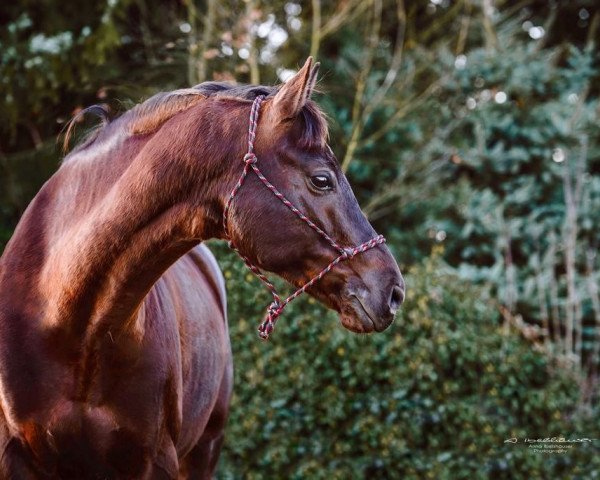 dressage horse Rousseau 59 (Hanoverian, 2010, from Royal Classic I)