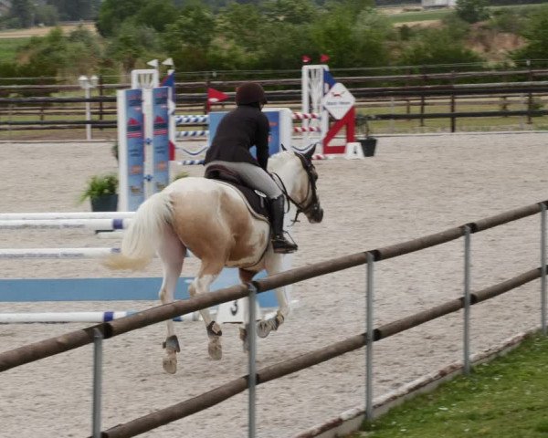 Reitturnier Worms-Pfeddersheim / Reitsportanlage Wittemer 2023