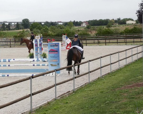 Reitturnier Worms-Pfeddersheim / Reitsportanlage Wittemer 2023