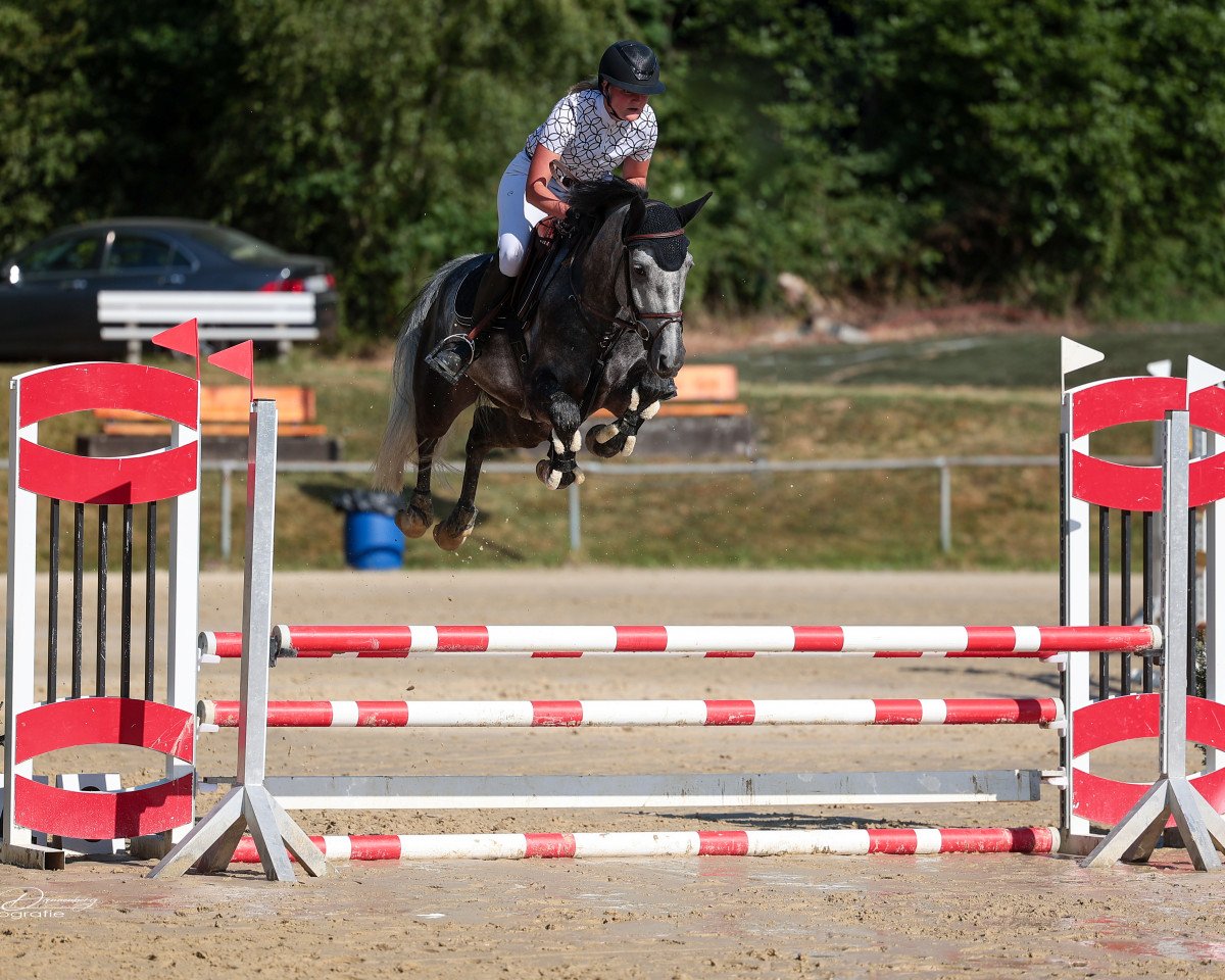 jumper Dorian Gray T (Hanoverian, 2018, from Diacontinus)