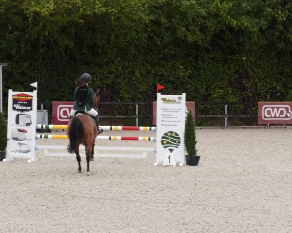 Reitturnier Worms-Pfeddersheim / Reitsportanlage Wittemer 2023