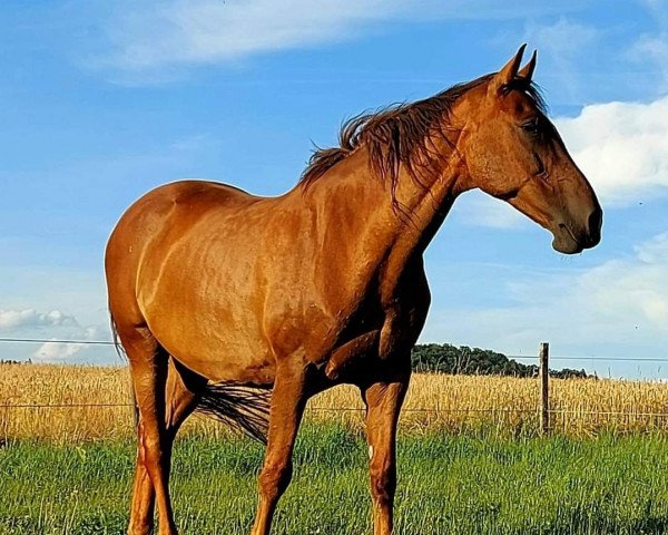 broodmare Venezia IV (Holsteiner, 2005, from Colman)