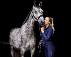 Springpferd Calando blue (Westfale, 2017, von Calimbo)