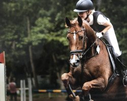 jumper Charisma (German Sport Horse, 2015, from Cellestial)