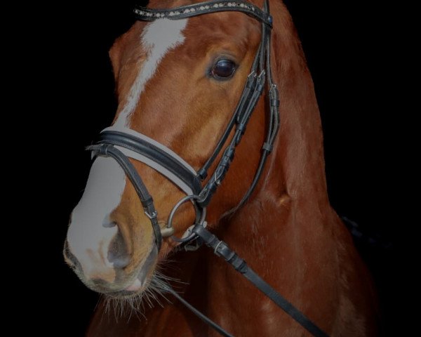 jumper Felina D (Hanoverian, 2017, from Floris Prince)