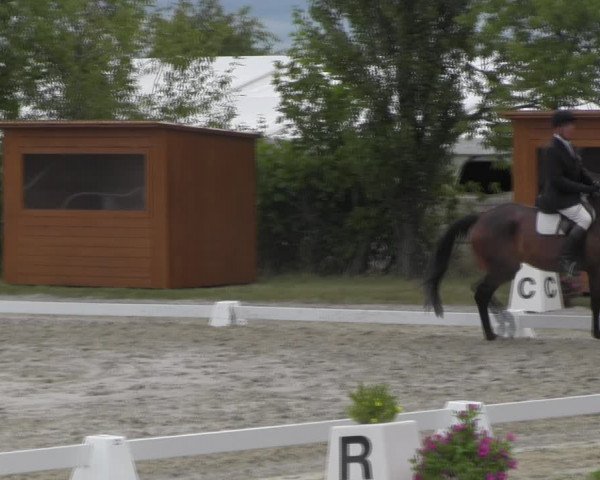 Reitturnier Baschütz bei Bautzen 2023