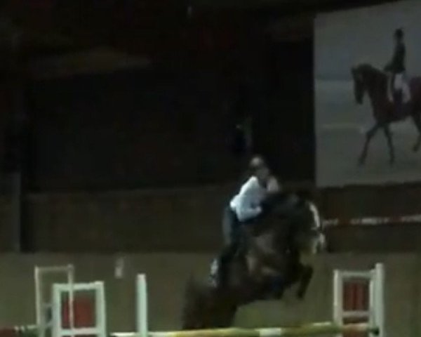 jumper Belvedere 58 (German Sport Horse, 2008, from Balou del Sol)