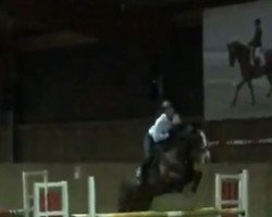 jumper Belvedere 58 (German Sport Horse, 2008, from Balou del Sol)