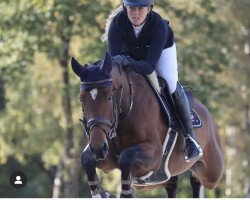 Springpferd Isabeau (KWPN (Niederländisches Warmblut), 2013)