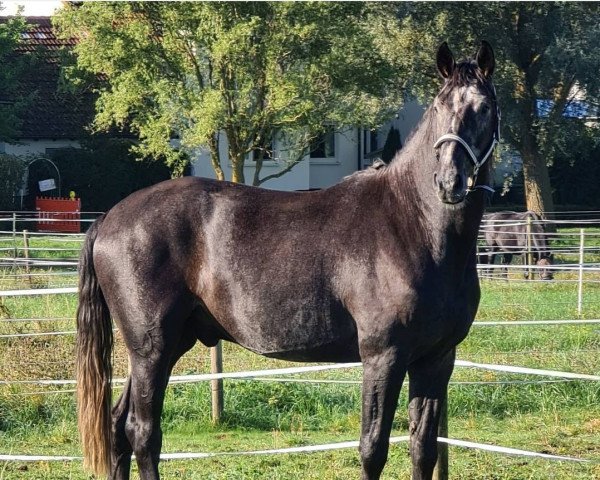 Pferd Doobidoo (Hannoveraner, 2018, von DSP de Sandro)