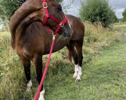 jumper Arch Enemy (Irish Sport Horse, 2015, from Afellay Z)