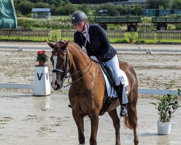 Dressurpferd Jambalaya Cl (KWPN (Niederländisches Warmblut), 2014, von Charmeur)