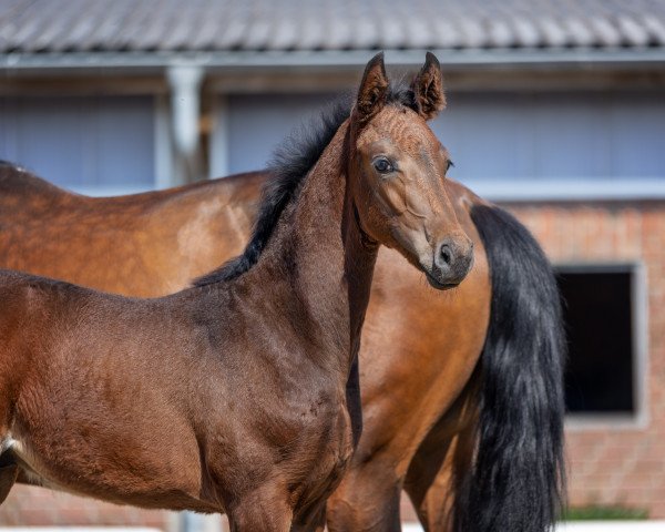 Pferd Duke of Diamant MS (Westfale, 2023, von Diamantenglanz)
