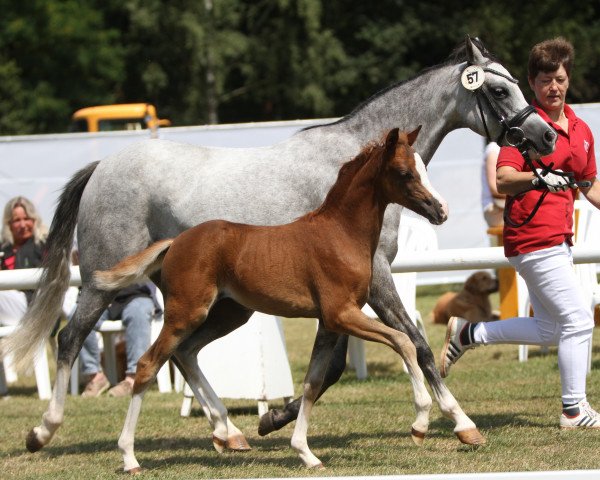 Pferd Toulouse (Westfale, 2022, von Butleigh Talisman)