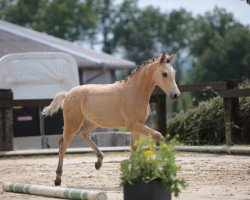 Pferd Gracie Gold (Deutsches Reitpony, 2023, von HET Golden Dream)