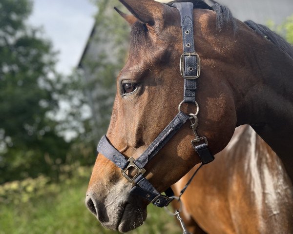 dressage horse Be my Love SL (Oldenburg, 2018, from Blue Hors Baron)