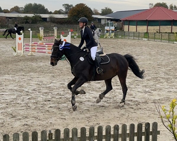 Springpferd Mannique (Holsteiner, 2008, von Quadrigo 4)