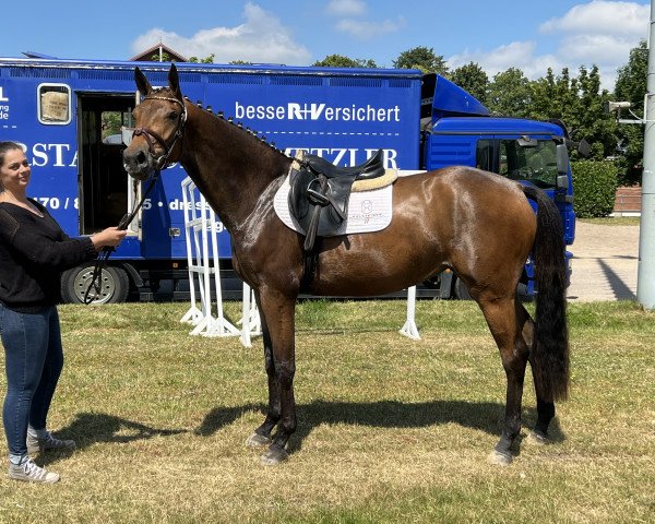 eventing horse Miss Karajan (Holsteiner, 2019, from Karajan)