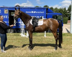 eventing horse Miss Karajan (Holsteiner, 2019, from Karajan)