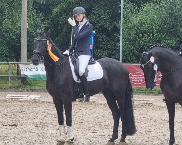 dressage horse Abini (Westphalian, 2018, from Arpeggio)