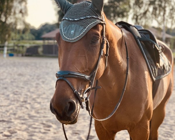 Springpferd Carino T (Hannoveraner, 2013, von Cassillias)