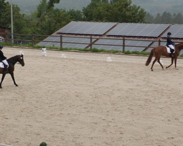Reitturnier Bübinger Hof 2023