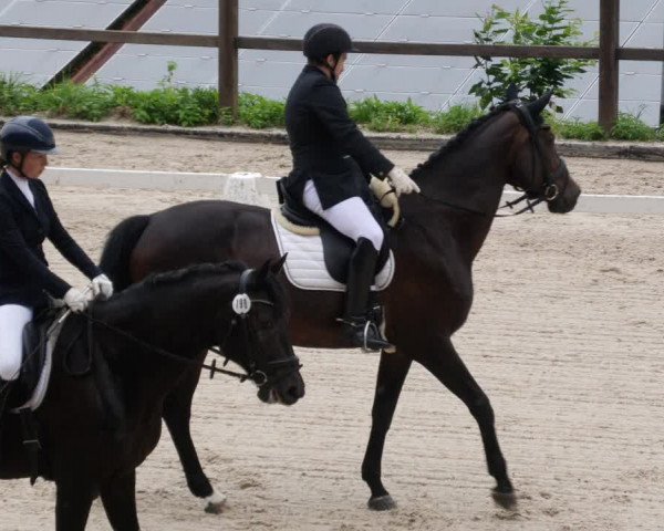Reitturnier Bübinger Hof 2023