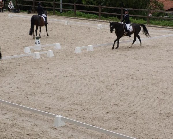 Reitturnier Bübinger Hof 2023