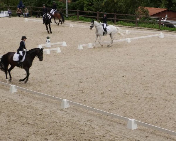 Reitturnier Bübinger Hof 2023