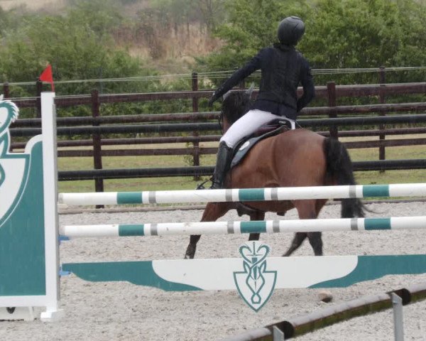 Reitturnier Worms-Pfeddersheim / Reitsportanlage Wittemer 2023