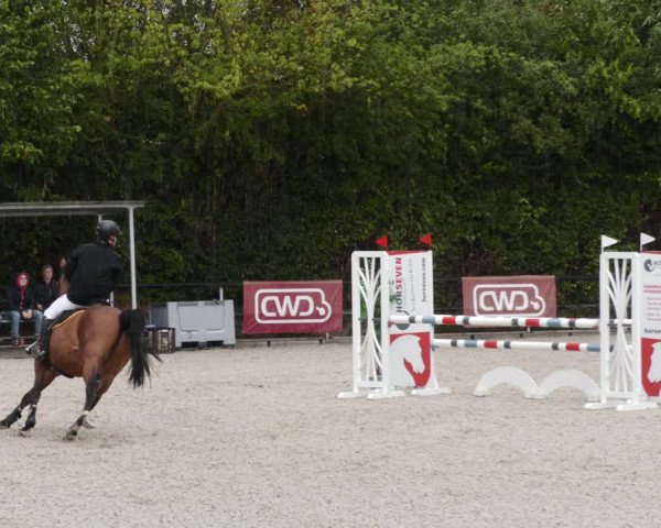 Reitturnier Worms-Pfeddersheim / Reitsportanlage Wittemer 2023