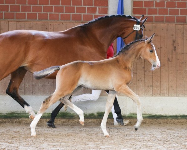 horse Ein und Alles VH (Westphalian, 2023, from Ellis NRW)
