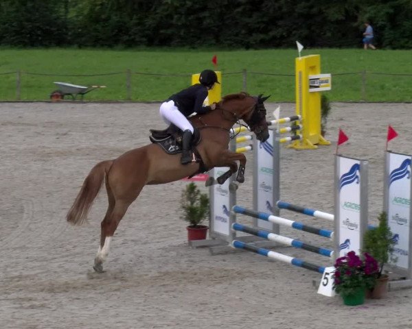 Reitturnier Gossau 2023