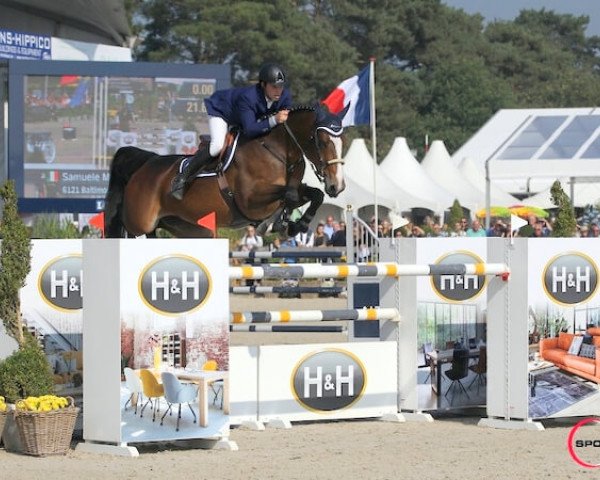 jumper Baltimora du Sud (Selle Français, 2011, from Helios de la Cour II) jumper Baltimora du Sud (Selle Français, 2011, from Helios de la Cour II)
