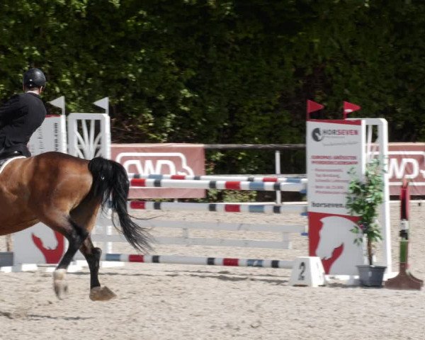 Reitturnier Worms-Pfeddersheim / Reitsportanlage Wittemer 2023