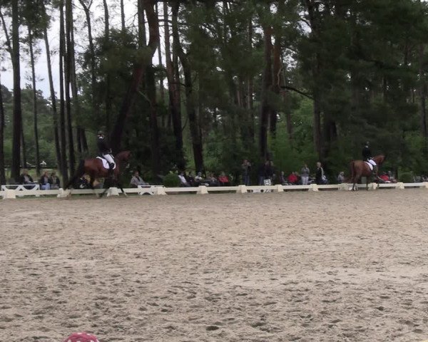 Reitturnier Dannenberg 2023