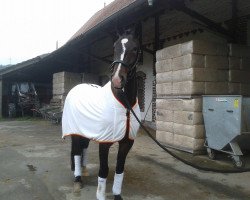 dressage horse Cassandro K (Westphalian, 2009, from Cabaretto)