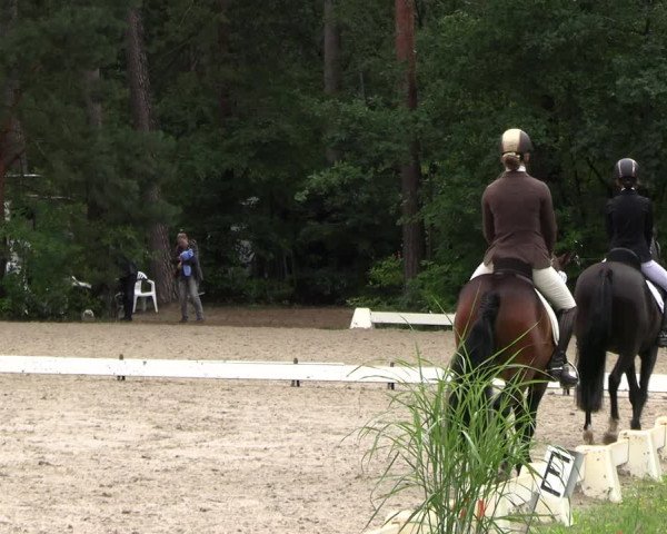 Reitturnier Dannenberg 2023