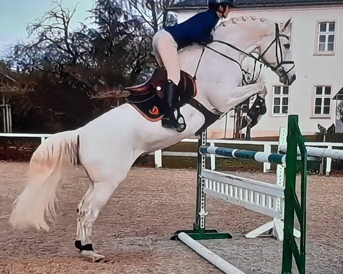 stallion Göteborg (Russian Trakehner, 2008, from Grif Grej)