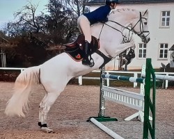 Deckhengst Göteborg (Russisch Trakehner, 2008, von Grif Grej)