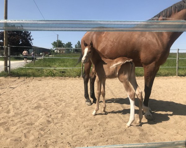 horse Donna de Letizia MW (German Sport Horse, 2023, from Diamant van Klapscheut Z)