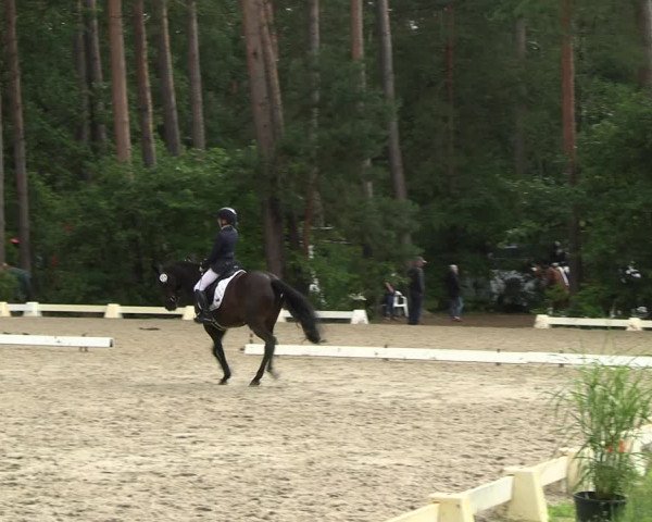 Reitturnier Dannenberg 2023