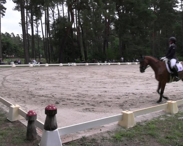 Reitturnier Dannenberg 2023