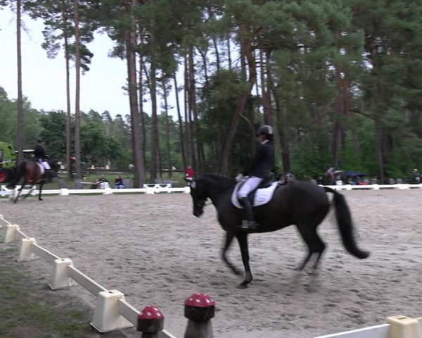 Reitturnier Dannenberg 2023