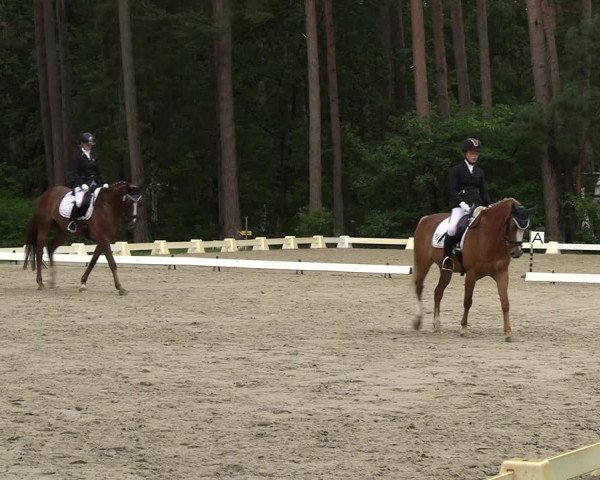 Reitturnier Dannenberg 2023