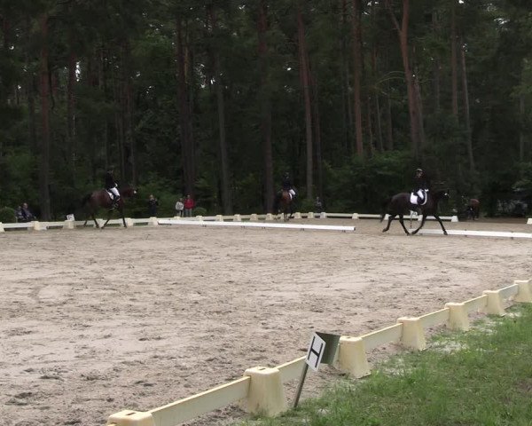 Reitturnier Dannenberg 2023