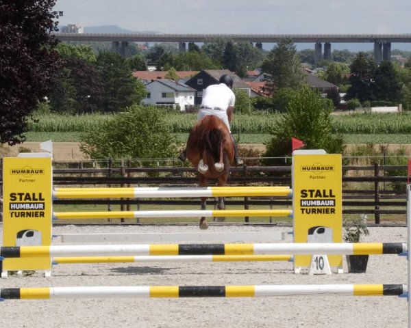 Reitturnier Worms-Pfeddersheim / Reitsportanlage Wittemer 2023